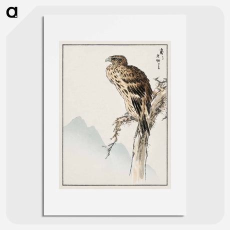 アートポスター-Black-eared Kite Illustration
 - 鳥類図鑑 Poster.