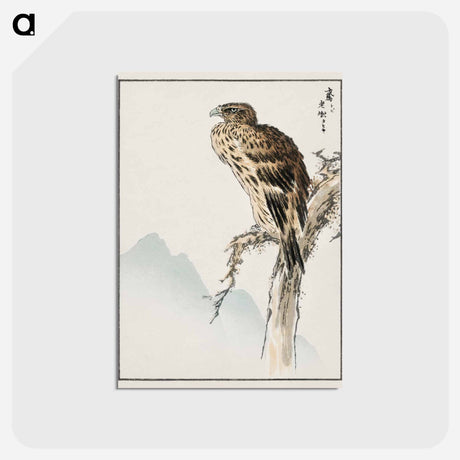 アートポストカード-Black-eared Kite Illustration
 - 鳥類図鑑 Postcard.