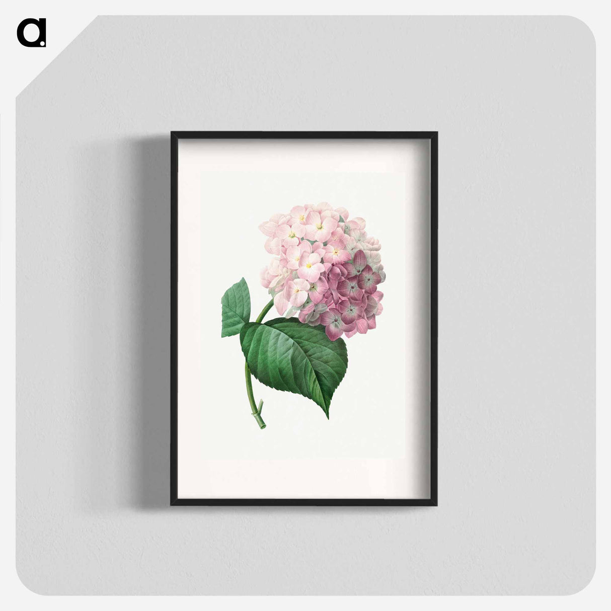 Hydrangea - Pierre Joseph Redouté Poster.