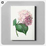 アートパネル-Hydrangea - ピエール ジョゼフ ルドゥーテ Canvas.