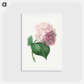 アートポストカード-Hydrangea - ピエール ジョゼフ ルドゥーテ Postcard.