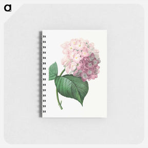 アートメモ帳-Hydrangea - ピエール ジョゼフ ルドゥーテ Memo.