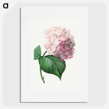 Hydrangea - Pierre Joseph Redouté Poster.