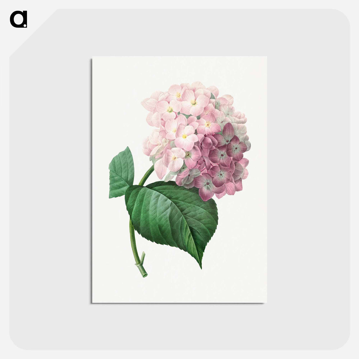 アートポストカード-Hydrangea - ピエール ジョゼフ ルドゥーテ Postcard.