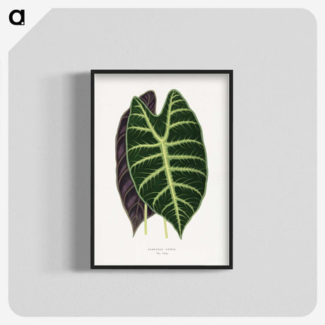 1-25_Plants-with-Colored-Foliage_blk-crop