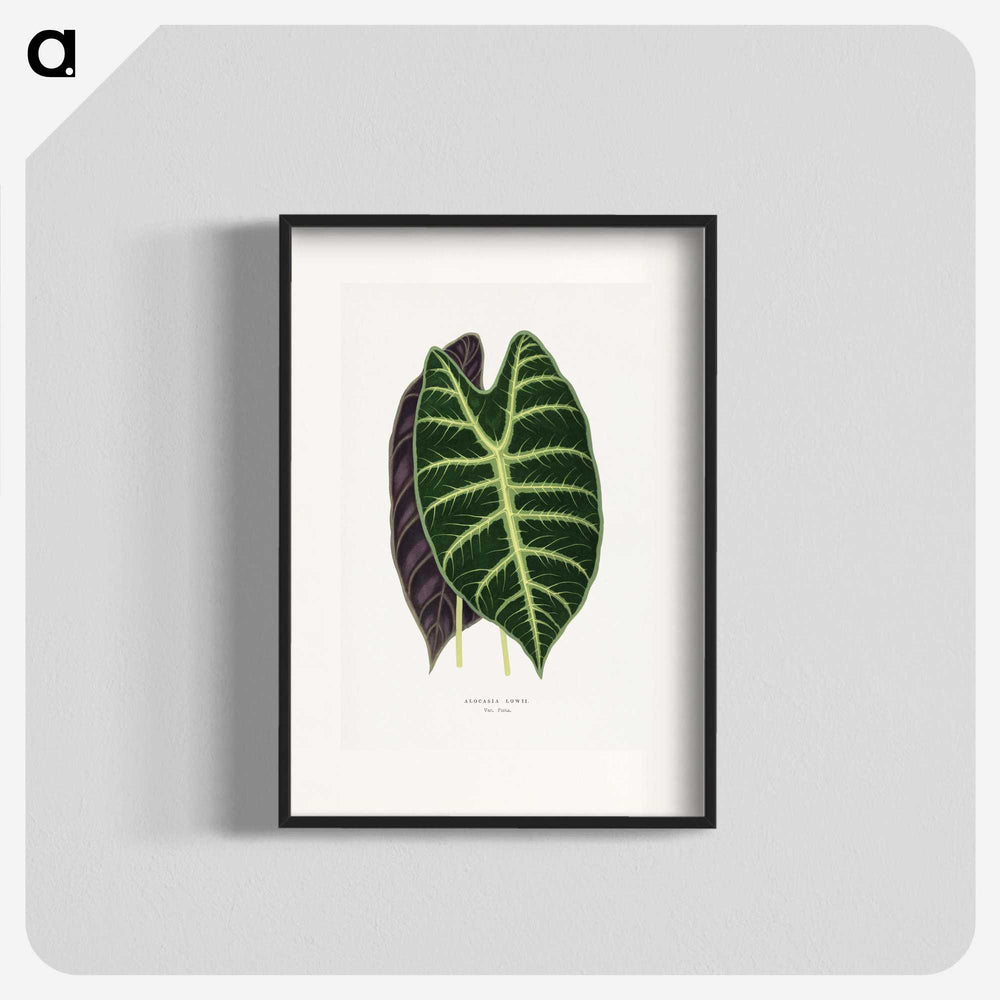 1-25_Plants-with-Colored-Foliage_blk