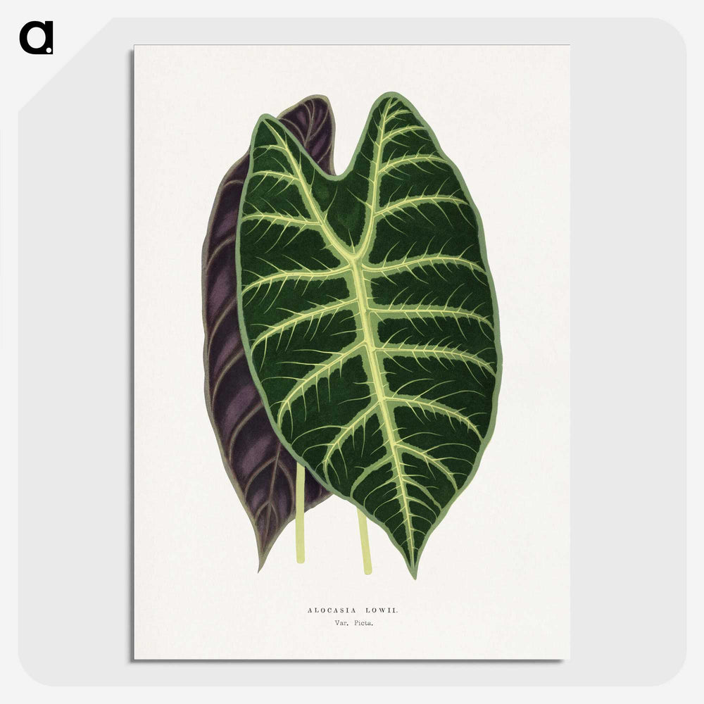 1-25_Plants-with-Colored-Foliage_picture-crop