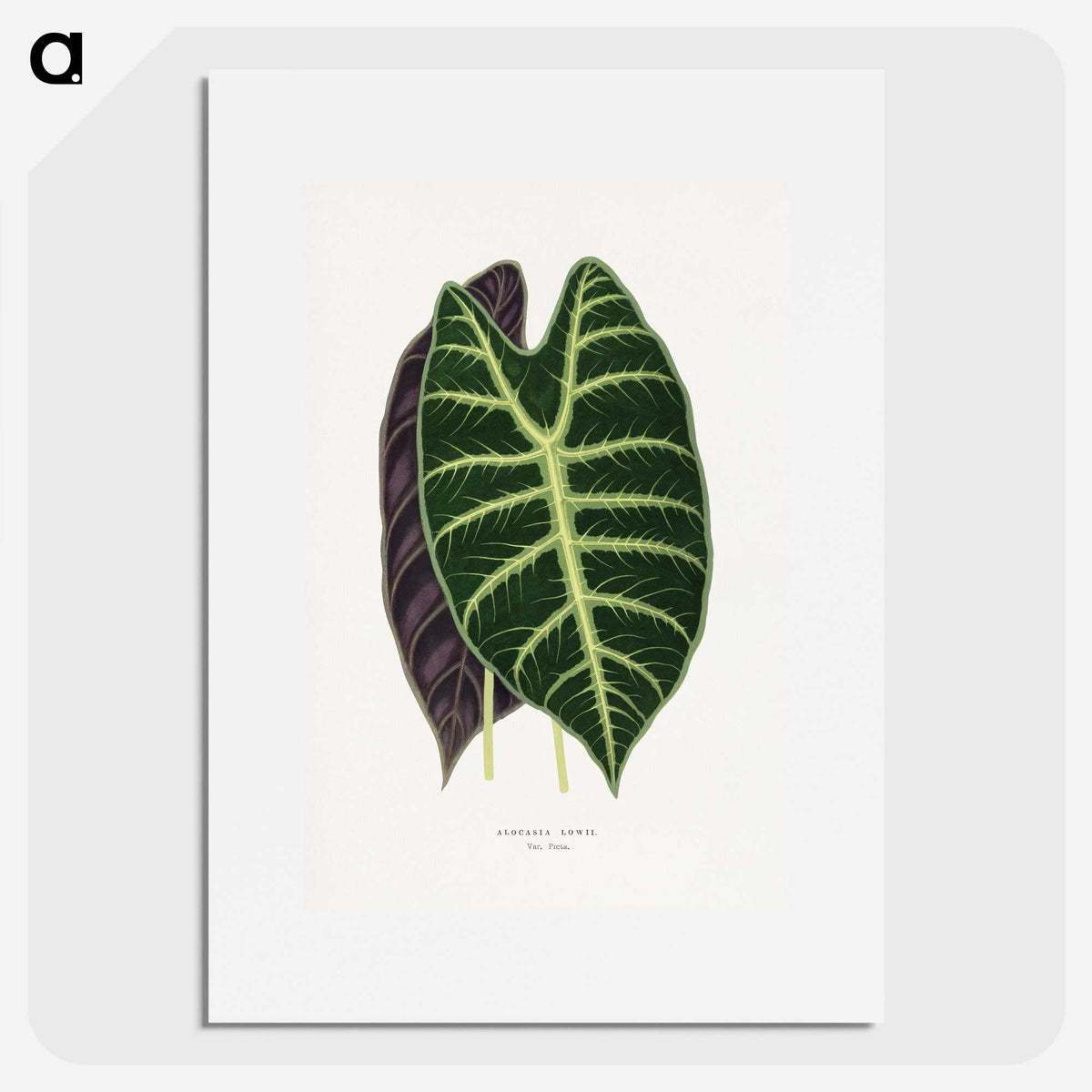 1-25_Plants-with-Colored-Foliage_picture