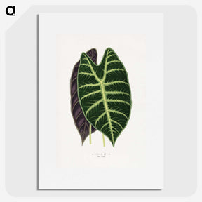 1-25_Plants-with-Colored-Foliage_picture