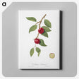 1-25_Pomona-Italiana_canvas