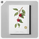 1-25_Pomona-Italiana_canvas