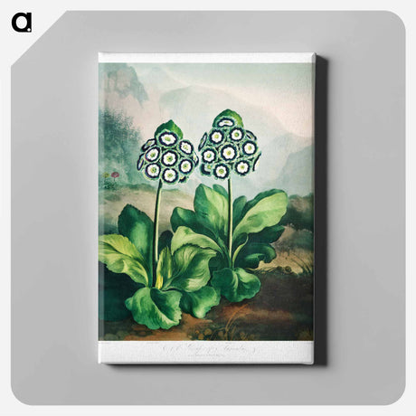 アートパネル-A Group of Auriculas
 - ロバート ジョン ソーントン Canvas.