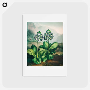 アートポストカード-A Group of Auriculas
 - ロバート ジョン ソーントン Postcard.