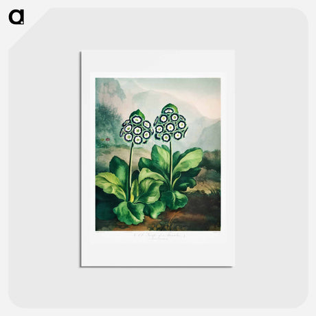 アートポストカード-A Group of Auriculas
 - ロバート ジョン ソーントン Postcard.