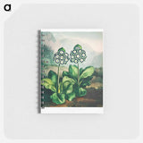アートメモ帳-A Group of Auriculas
 - ロバート ジョン ソーントン Memo.