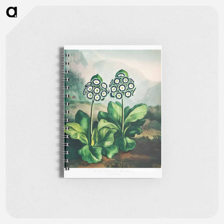 アートメモ帳-A Group of Auriculas
 - ロバート ジョン ソーントン Memo.