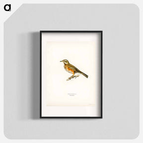アートポスター-Redwing
 - スヴェンスカ フォグラル Poster.