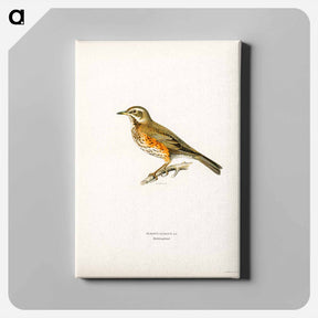 アートパネル-Redwing
 - スヴェンスカ フォグラル Canvas.