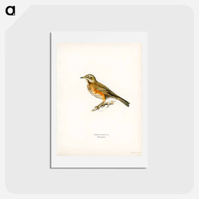 アートポストカード-Redwing
 - スヴェンスカ フォグラル Postcard.