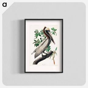 アートポスター-Brown Pelican from Birds of America
 - アメリカの鳥たち Poster.