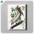 アートパネル-Brown Pelican from Birds of America
 - アメリカの鳥たち Canvas.