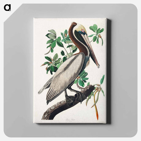 アートパネル-Brown Pelican from Birds of America
 - アメリカの鳥たち Canvas.