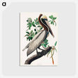 アートポストカード-Brown Pelican from Birds of America
 - アメリカの鳥たち Postcard.