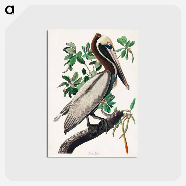 アートポストカード-Brown Pelican from Birds of America
 - アメリカの鳥たち Postcard.