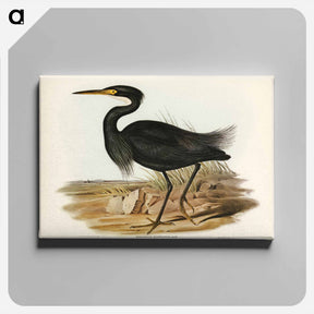 アートパネル-Sombre Egret
 - オーストラリアの鳥 Canvas.