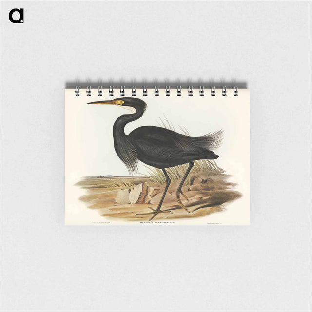 アートメモ帳-Sombre Egret
 - オーストラリアの鳥 Memo.