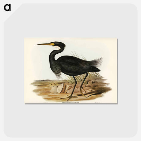 アートポストカード-Sombre Egret
 - オーストラリアの鳥 Postcard.