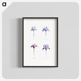 1-25_The-Genus-Iris_blk