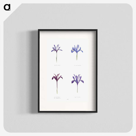 1-25_The-Genus-Iris_blk