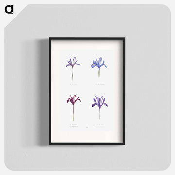 The Genus Iris
 - アヤメ属 Poster.