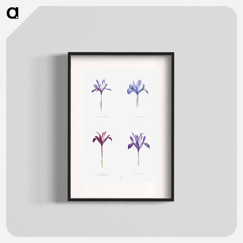 The Genus Iris
 - アヤメ属 Poster.