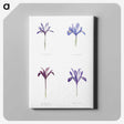 1-25_The-Genus-Iris_canvas
