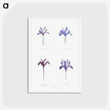 1-25_The-Genus-Iris_hagaki