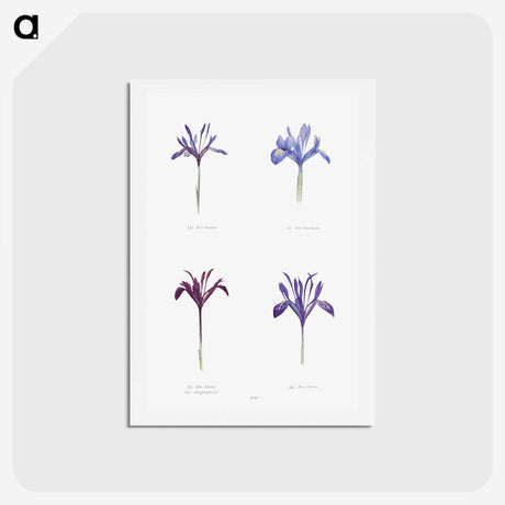 1-25_The-Genus-Iris_hagaki