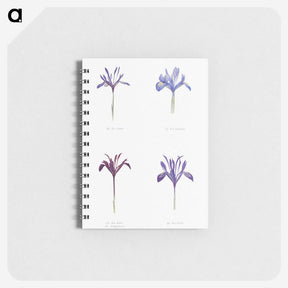 1-25_The-Genus-Iris_memo