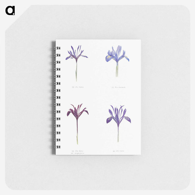 1-25_The-Genus-Iris_memo