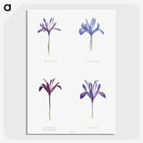1-25_The-Genus-Iris_picture-crop