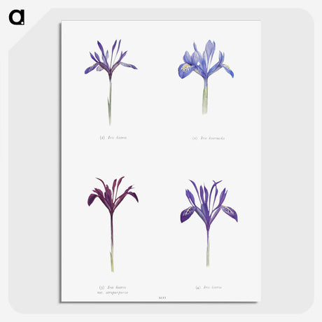 1-25_The-Genus-Iris_picture-crop