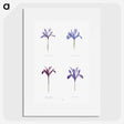 1-25_The-Genus-Iris_picture