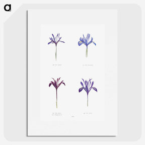 1-25_The-Genus-Iris_picture