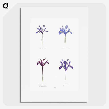 1-25_The-Genus-Iris_picture