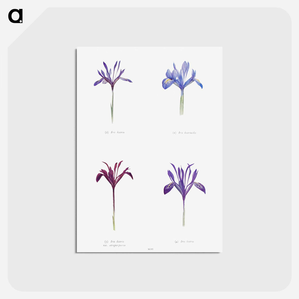 アートポストカード-The Genus Iris
 - アヤメ属 Postcard.