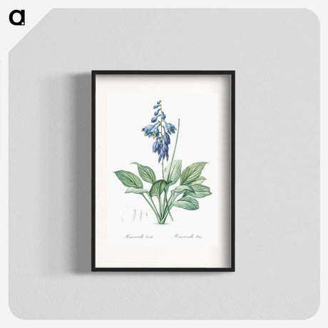 1-25_The-Lilies_blk