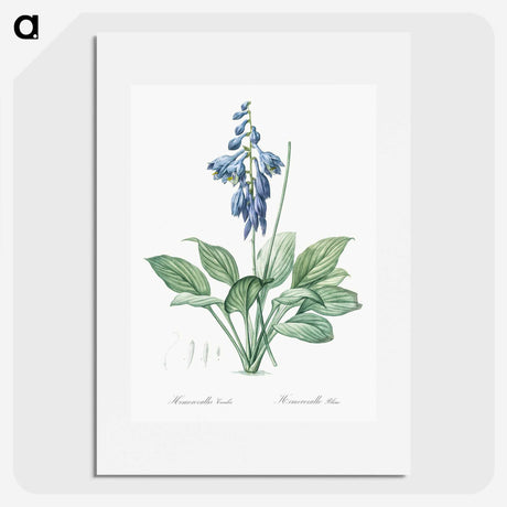 1-25_The-Lilies_picture