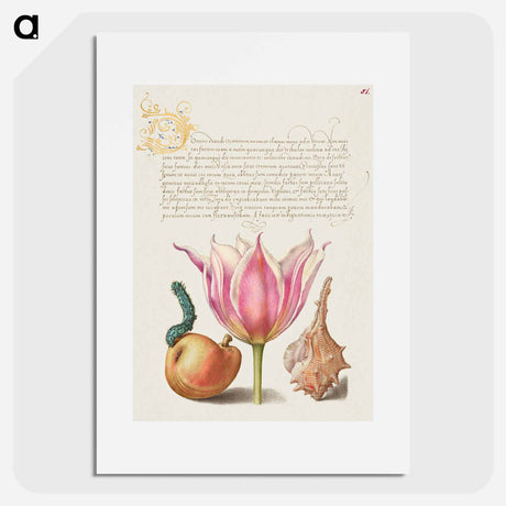 アートポスター-Caterpillar, Pear, Tulip, and Purple Snail
 - 書道のお手本 Poster.