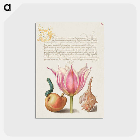 アートポストカード-Caterpillar, Pear, Tulip, and Purple Snail
 - 書道のお手本 Postcard.